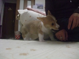 2008_0423Ｌａｎｉちゃんの日々0011.jpg