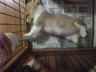 2008_0423Ｌａｎｉちゃんの日々0068.jpg