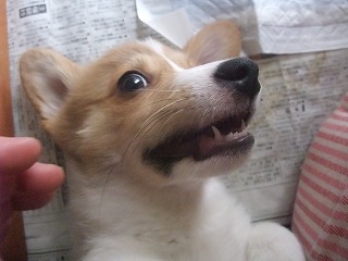 2008_0424Ｌａｎｉちゃんの日々0010.jpg