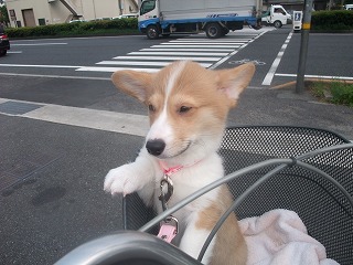 2008_0428Ｌａｎｉちゃんの日々0087.jpg