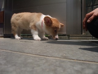 2008_0429Ｌａｎｉちゃんの日々0085.jpg