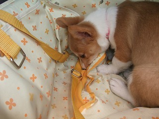 2008_0517Laniちゃんの日々0048.jpg