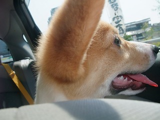 2008_0517Laniちゃんの日々0072.jpg