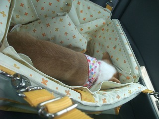 2008_0517Laniちゃんの日々0078.jpg