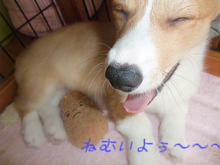 2008_0506Ｌａｎｉちゃんの日々0046.jpg