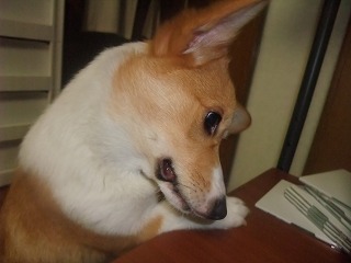 2008_0629Ｌａｎｉたんの日々0010.jpg