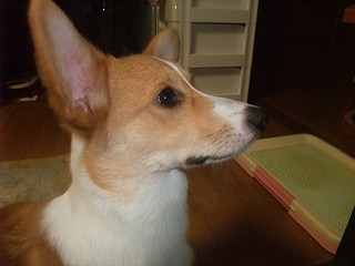 2008_0629Ｌａｎｉたんの日々0015.jpg