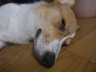 2008_0719躾教室から帰って・・0018.jpg