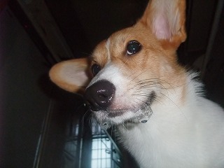 2008_0923ヨダレ?0006.jpg