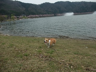 2010_0418土師ダム0007.jpg