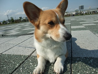 2010_0501みなと公園で0002.jpg