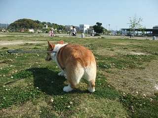 2010_0501みなと公園で0005.jpg