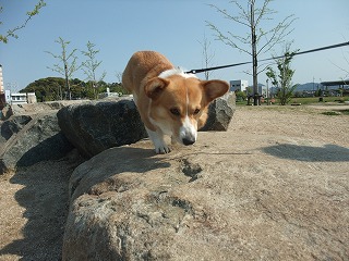 2010_0501みなと公園で0010.jpg