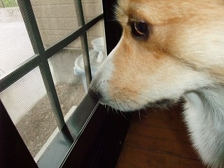 2010_0518抜け毛0012.jpg