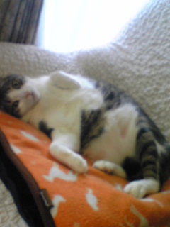 2010_0527猫0002.JPG