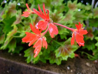 2010_0531花0002.jpg