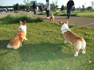 2010_0530宇品公園で0013.jpg