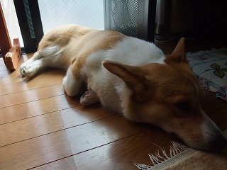 2010_0605へそ天0006.jpg