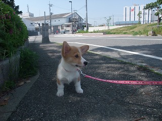 2008_0506Ｌａｎｉちゃんの日々0048.jpg