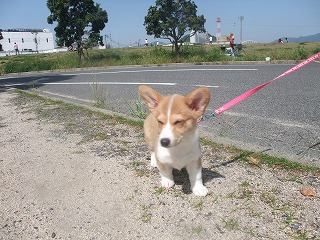 2008_0506Ｌａｎｉちゃんの日々0050.jpg