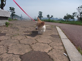 2008_0506Ｌａｎｉちゃんの日々0070.jpg