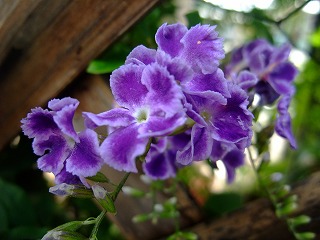 2010_0616花0001.jpg