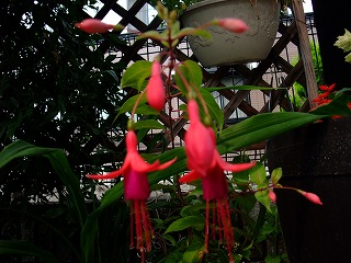 2010_0616花0003.jpg