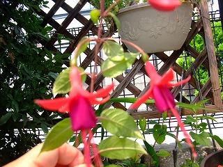 2010_0616花0008.jpg