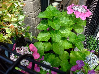 2010_0616花0010.jpg