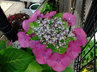 2010_0616花0009.jpg