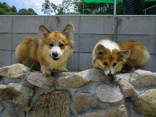 2010_0612廿日市ドックラン0081.jpg