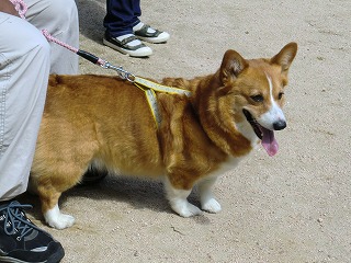 2010_0612廿日市ドックラン0018.jpg