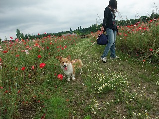 2010_0620庄原にて0044.jpg