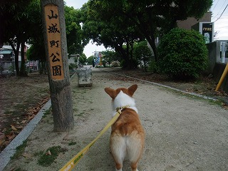 2010_0525山城公園にて0033.jpg