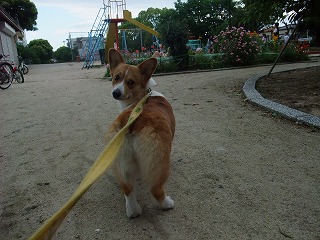 2010_0525山城公園にて0028.jpg