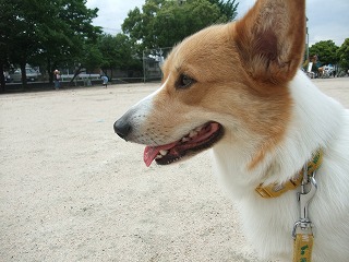 2010_0525山城公園にて0006.jpg