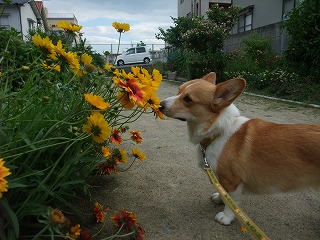 2010_0525山城公園にて0010.jpg