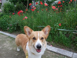 2010_0525山城公園にて0016.jpg