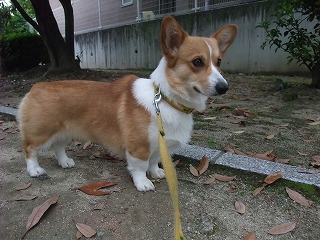 2010_0525山城公園にて0029.jpg