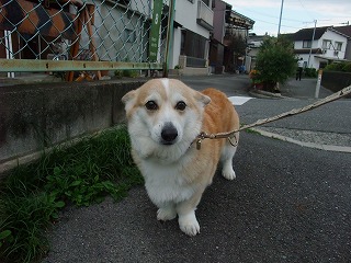 2010_0525山城公園にて0037.jpg