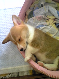 2009_0611携帯から0130.JPG