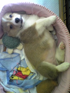2009_0611携帯から0133.JPG
