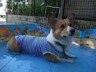 2010_0718プール開き0036.jpg