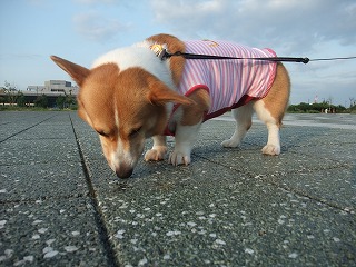 2010_08010014.jpg