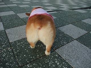 2010_08010015.jpg