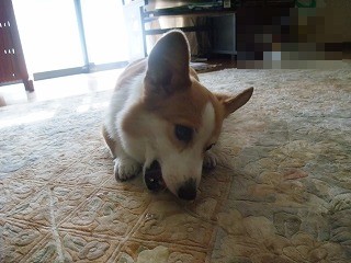 2010_0909らんちゃんが来る0003.jpg