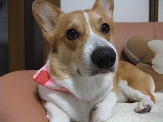 2010_1215シャンプー&桃尻0001.jpg