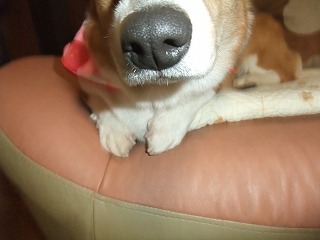 2010_1215シャンプー&桃尻0004.jpg