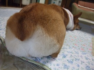 2010_1215シャンプー&桃尻0010.jpg