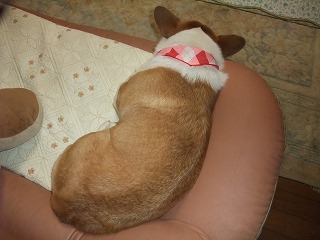 2010_1215シャンプー&桃尻0012.jpg